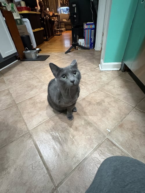 CHURCH - Domestic Short Hair / Russian Blue available for adoption