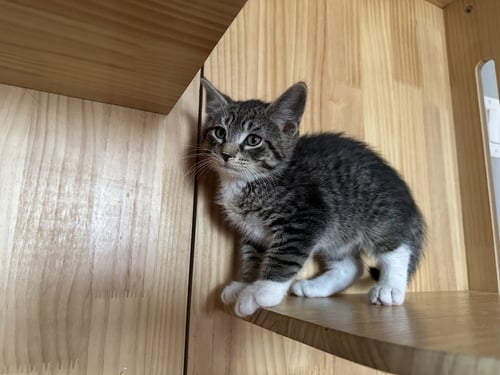 MESSI - Domestic Short Hair available for adoption