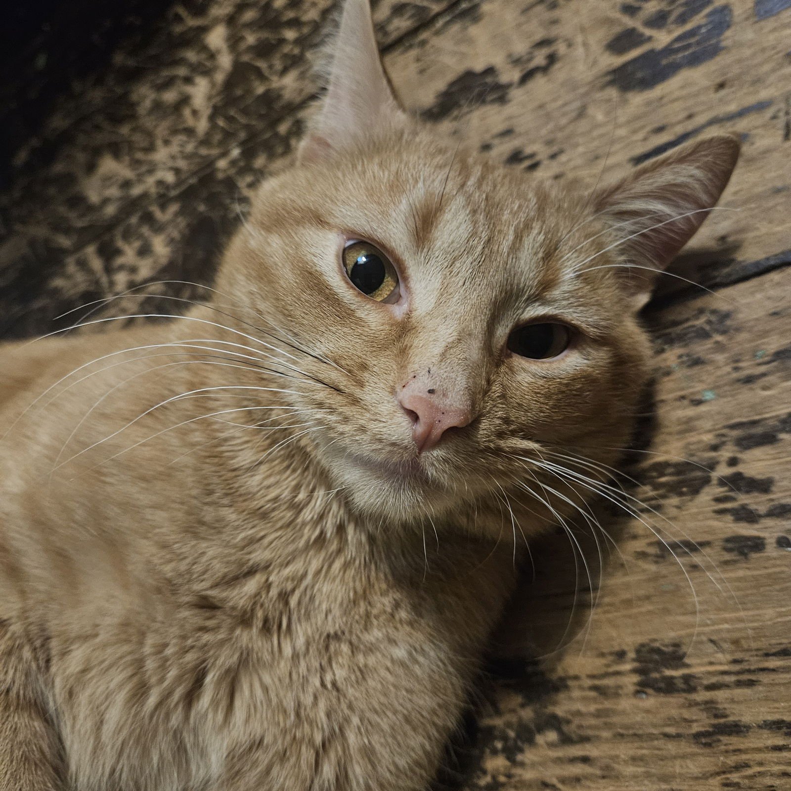 HARVEY - Domestic Short Hair available for adoption