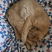 Harvey - Photo 4