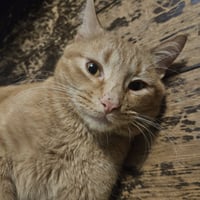 Harvey - Photo 5