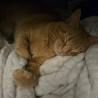 Harvey - Photo 6