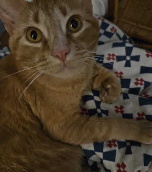 HARVEY - Domestic Short Hair available for adoption