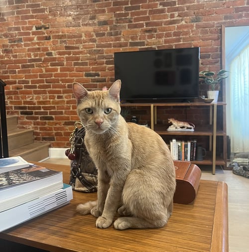 ANDY - Domestic Short Hair available for adoption