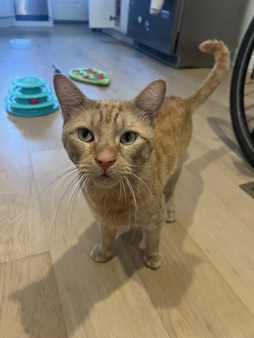 ANDY - Domestic Short Hair available for adoption