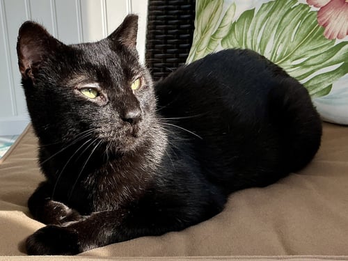 STEVE - Domestic Short Hair for adoption in Philadelphia