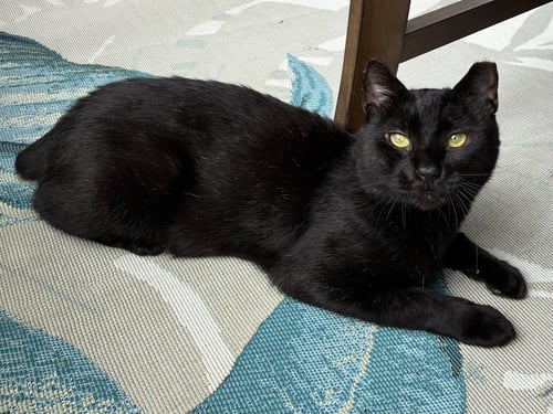 STEVE - Domestic Short Hair available for adoption