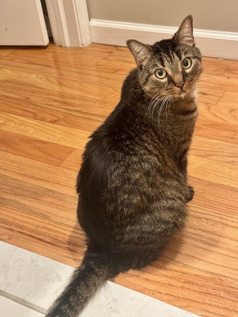 CLOVE - Domestic Short Hair available for adoption