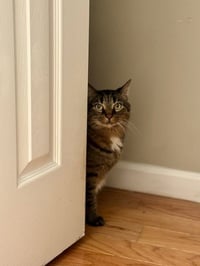 Clove - Photo 8