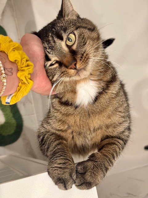 CLOVE - Domestic Short Hair available for adoption