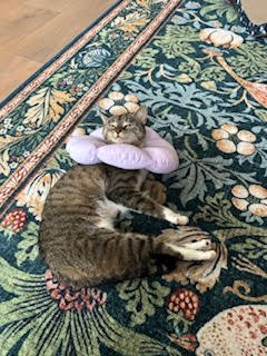 DAISY - Domestic Short Hair / Tabby for adoption in Philadelphia