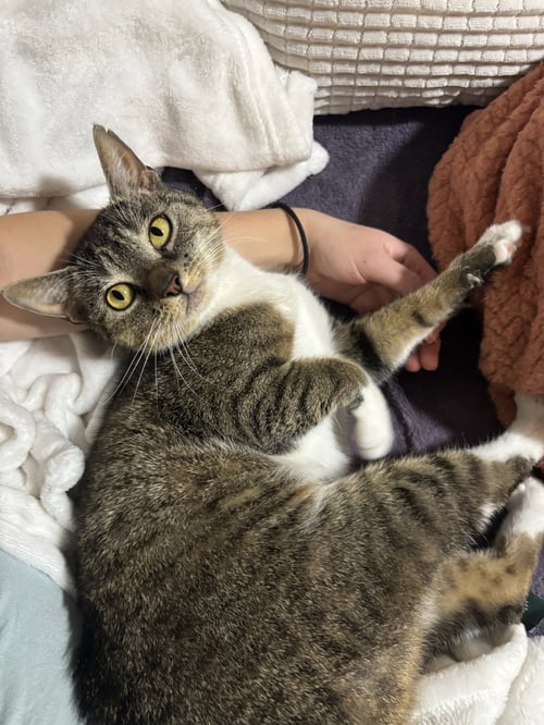 DAISY - Domestic Short Hair / Tabby available for adoption