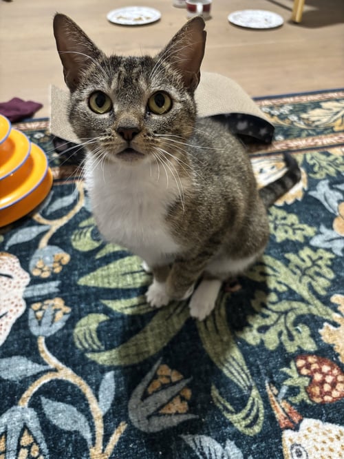 DAISY - Domestic Short Hair / Tabby available for adoption