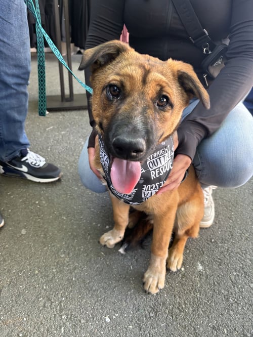 BOWSER - Australian Cattle Dog/Blue Heeler / Husky available for adoption