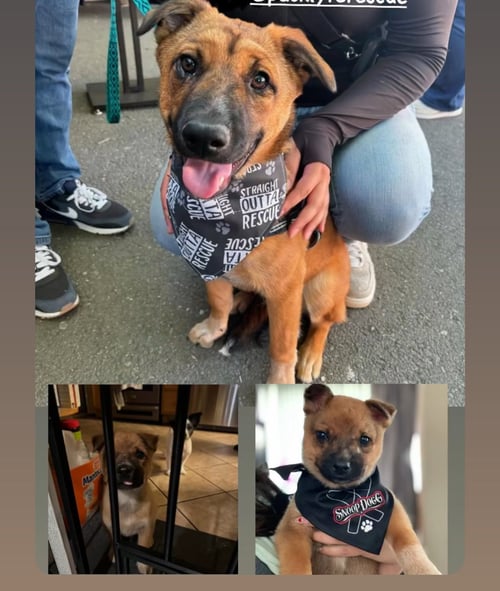 BOWSER - Australian Cattle Dog/Blue Heeler / Husky available for adoption