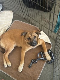 Bowser - Photo 3