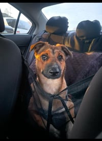 Bowser - Photo 6