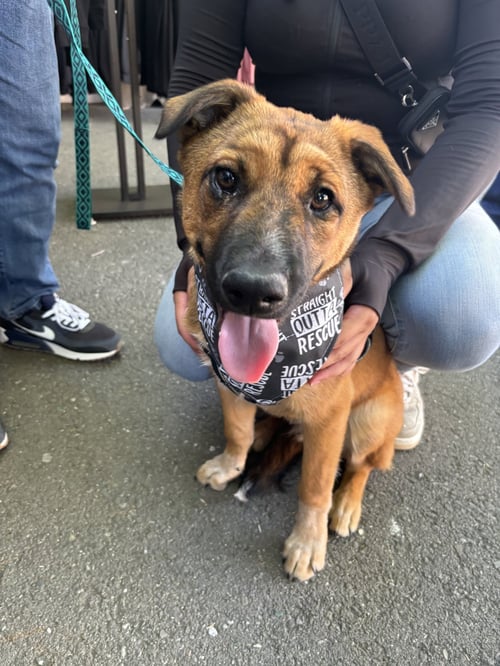 BOWSER - Australian Cattle Dog/Blue Heeler / Husky available for adoption
