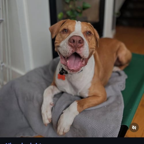 RILEY - Pit Bull Terrier available for adoption
