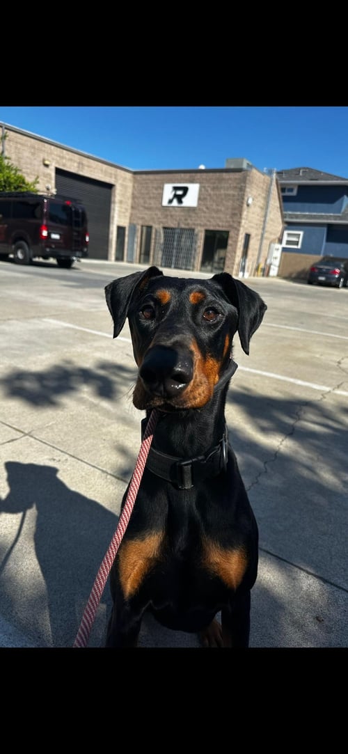 DEEBO - Doberman Pinscher available for adoption