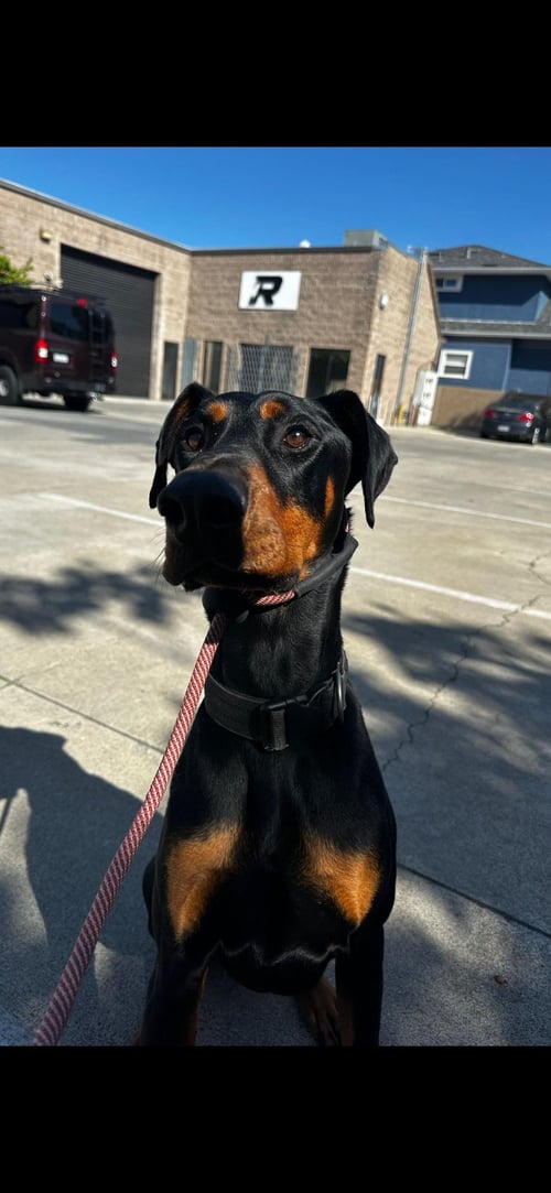 DEEBO - Doberman Pinscher available for adoption