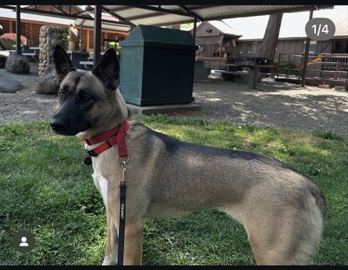 OLLIE - German Shepherd Dog for adoption in Hayward