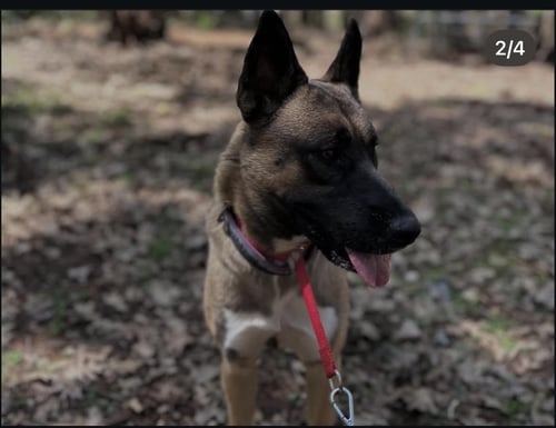 OLLIE - German Shepherd Dog available for adoption