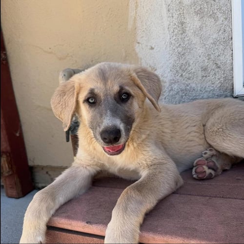 ATHENA - Great Pyrenees / Anatolian Shepherd available for adoption