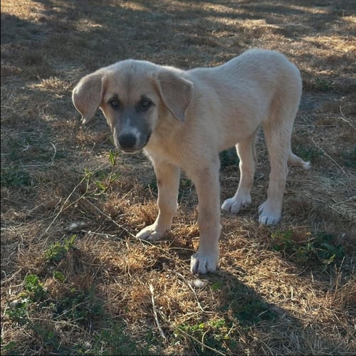 ATHENA - Great Pyrenees / Anatolian Shepherd available for adoption