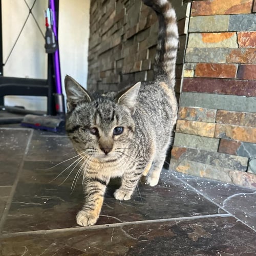 KITTY - Domestic Short Hair available for adoption