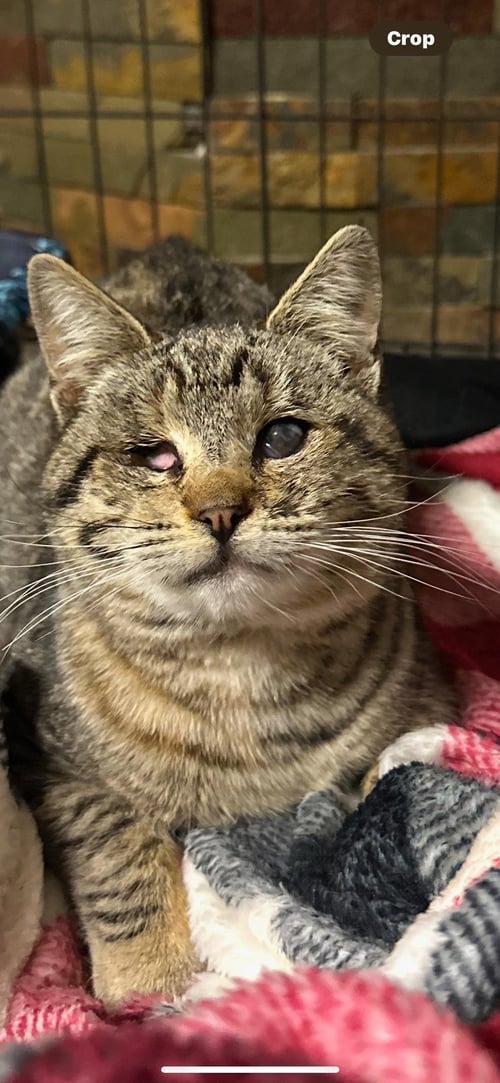 KITTY - Domestic Short Hair available for adoption