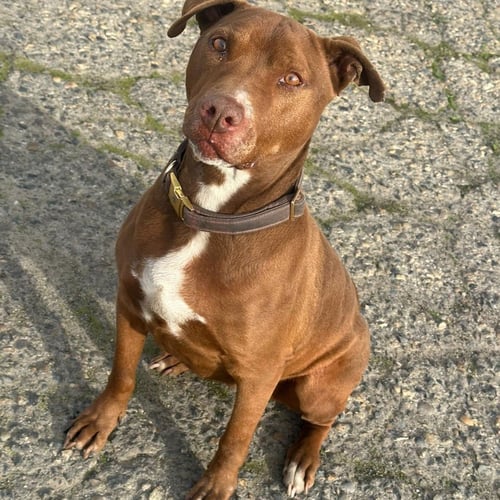 LUNA - Pit Bull Terrier for adoption in Hayward