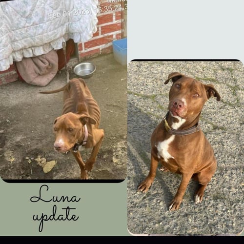 LUNA - Pit Bull Terrier available for adoption