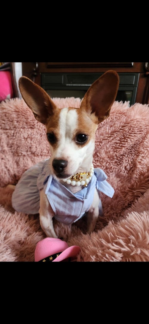 BLISS - Chihuahua for adoption in Hayward