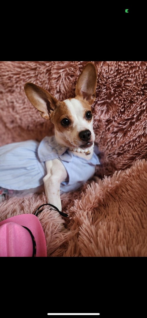 BLISS - Chihuahua available for adoption