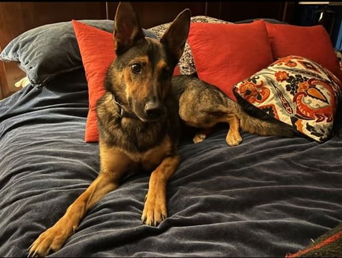 CRACKERS - German Shepherd Dog available for adoption