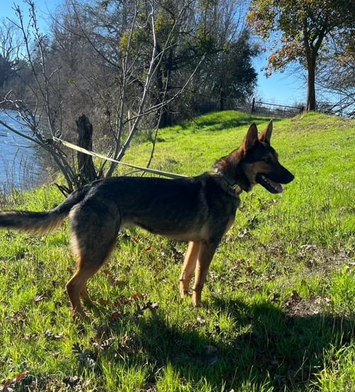 CRACKERS - German Shepherd Dog available for adoption