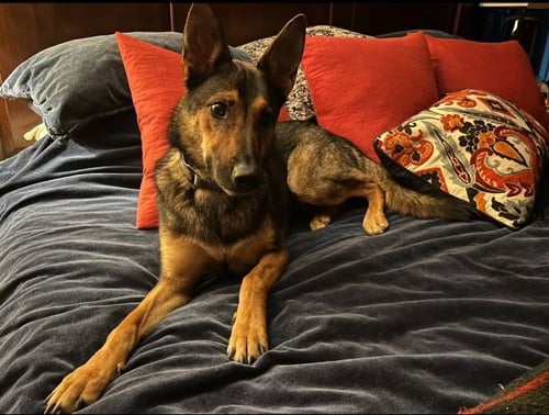 CRACKERS - German Shepherd Dog available for adoption