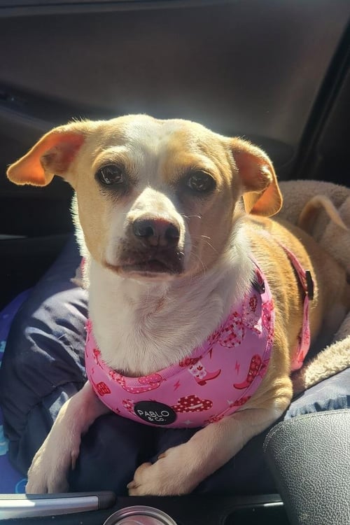 BONNIE - Chihuahua / Terrier for adoption in Hayward