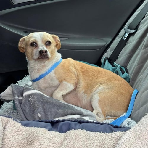 BONNIE - Chihuahua / Terrier available for adoption