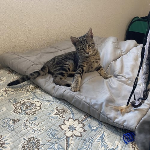 BRANZINO - Tabby available for adoption