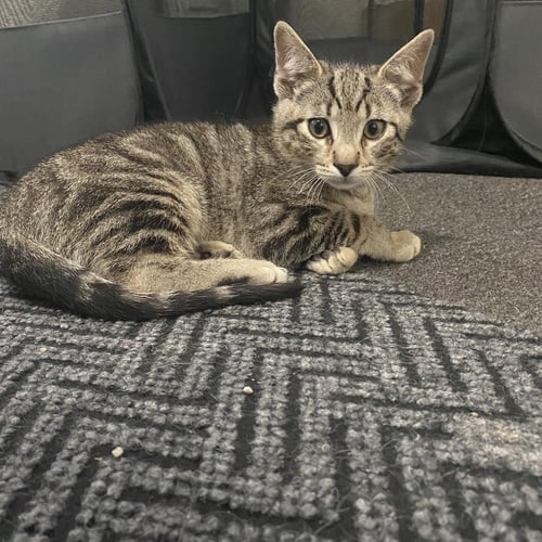 BRANZINO - Tabby available for adoption