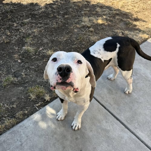 PLUTO - American Bulldog / Pit Bull Terrier available for adoption