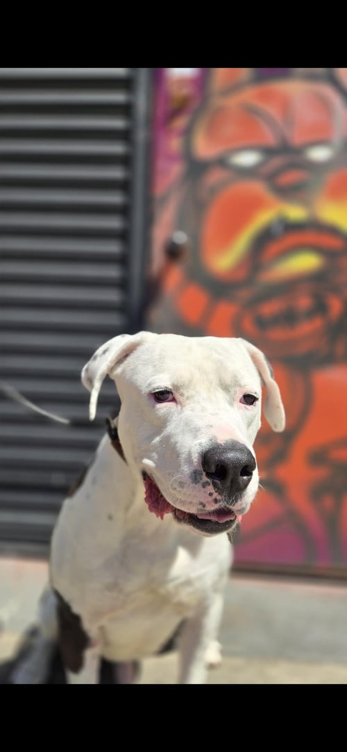 PLUTO - American Bulldog / Pit Bull Terrier available for adoption