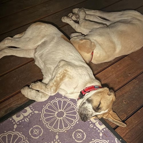 DAISY - Anatolian Shepherd / Great Pyrenees available for adoption
