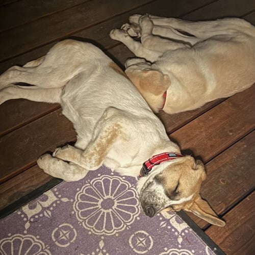 DAISY - Anatolian Shepherd / Great Pyrenees available for adoption