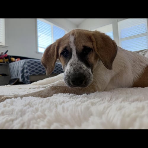 DAISY - Anatolian Shepherd / Great Pyrenees available for adoption
