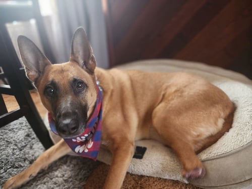 AURA - German Shepherd Dog available for adoption