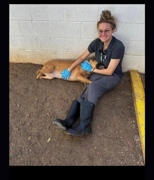 AURA - German Shepherd Dog available for adoption