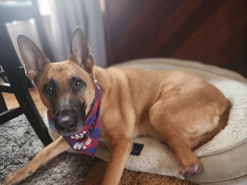 AURA - German Shepherd Dog available for adoption